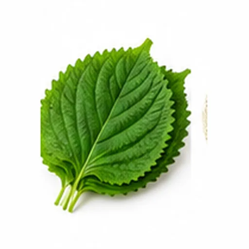 깻잎/깻잎 대표 이미지